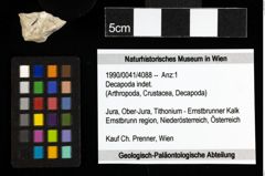 Foto (Objekt + Etiketten) von Decapoda indet. 